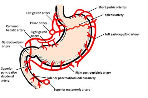 Schematic illustration showing the arteries supplying the stomach and ...