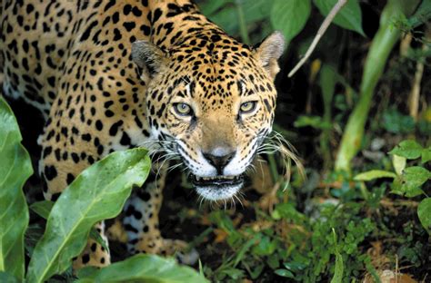 Jaguar | Habitat, Diet, & Facts | Britannica