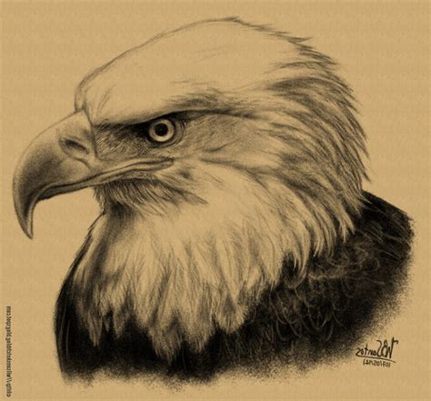 Bald Eagle Pencil Drawing at GetDrawings | Free download