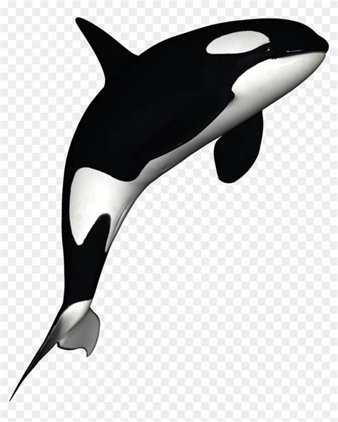 Cartoon Killer Whale Silhouette Orca vector download free vector art ...