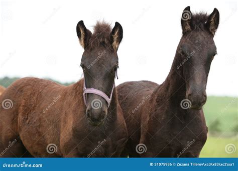 Two Friesian Foals Looking at You Stock Photo - Image of black ...