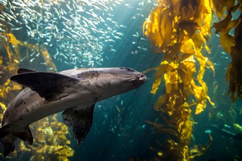 Kelp Forest | Live cam | Monterey Bay Aquarium