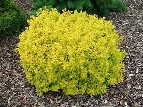 Dwarf Golden Barberry (1 Gallon) - Exceptionally bright foliage make f ...