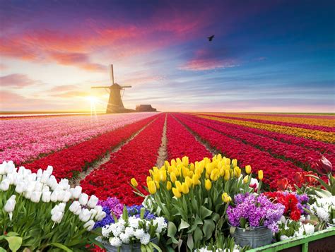 Amsterdam Tulips: How To See These Majestic Blooms | Amsterdam tulips ...