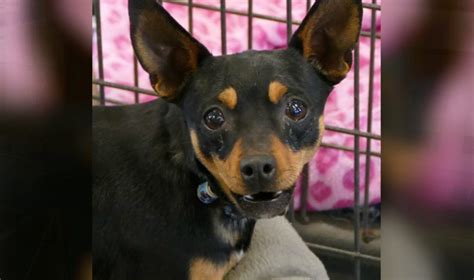 Xander- Casper Humane Society Pet of the Week - Casper, WY Oil City News