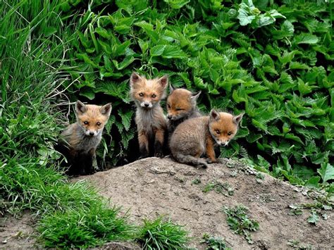 Fox cubs in the garden | Sussex Wildlife Trust