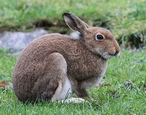 Murfs Wildlife : Irish Hare