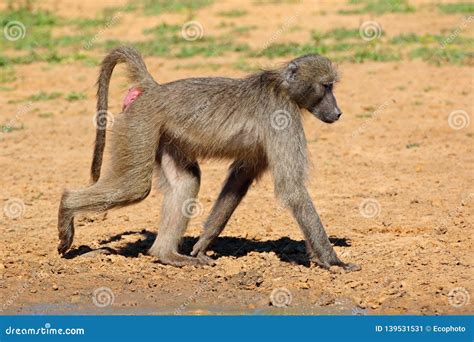 Chacma Baboon in Natural Habitat Stock Image - Image of primate ...