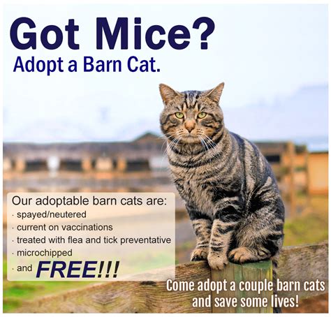 Adoptable Barn Cats - Shenandoah Valley Animal Services Center