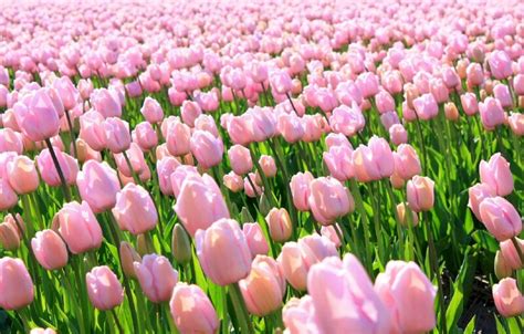 Top 101 hình nền hoa tulip đẹp nhất dùng cho máy tính, điện thoại