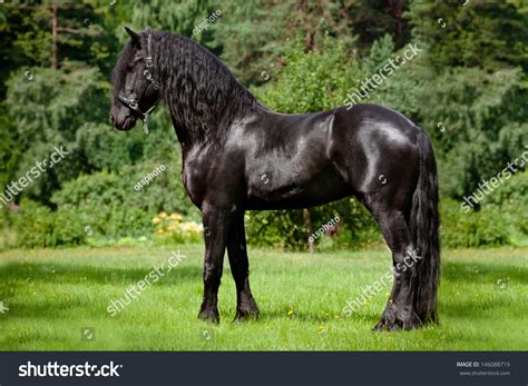 Friesian Horse Standing On A Green Field Stock Photo 146088719 ...