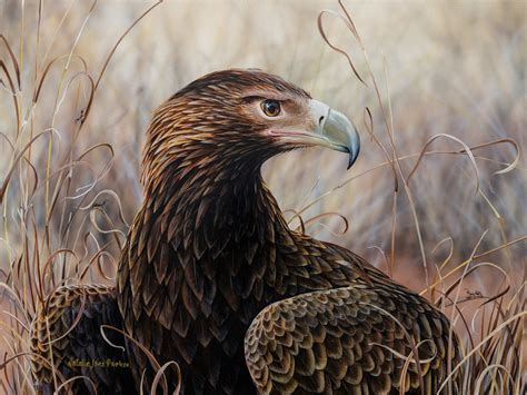 Wedge-tailed Eagle (Aquila audax) Australian Wildlife Art by Natalie ...