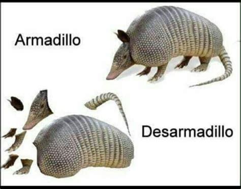 Armadillo Memes