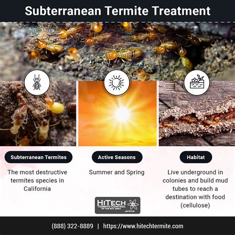 Subterranean Termite Treatment | Subterranean termites, the … | Flickr