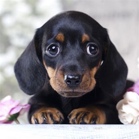 Mini Dachshund Puppies Washington State - Puppy And Pets