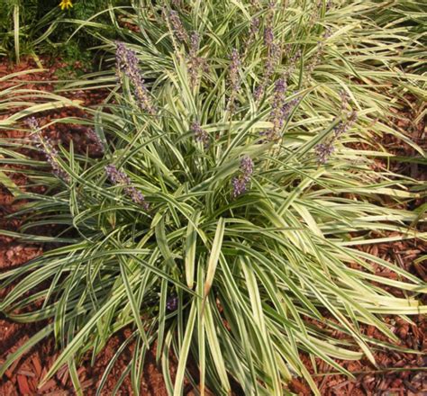 Variegated Monkey Grass | Natorp's Online Plant Store