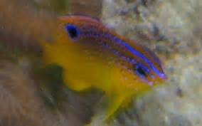 Longfin Damselfish - Stegastes diencaeus - Caribbean Fish ...