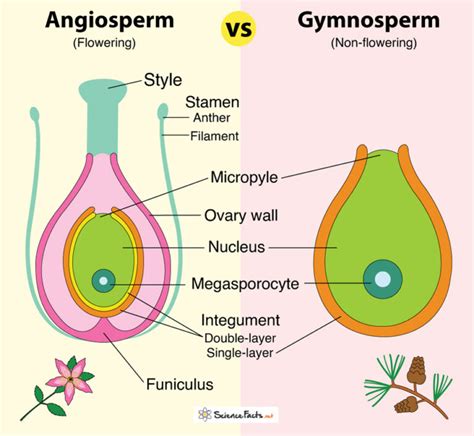 Angiosperm vs Gymnosperm: Definition, Differences & Similarities