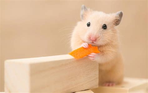 Can Hamsters Eat Carrots Safely - And How Much Can They Have?