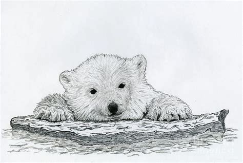 Cute Baby Animals To Draw Polar Bars - Animals World