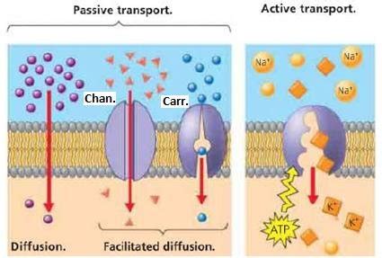 Active Transport Carrier Protein Diffusion - Transport Informations Lane