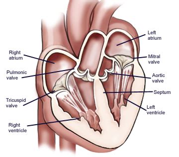 4 Heart Valves: What They Are and How They Work