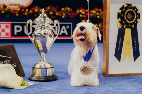 Stache the Sealyham Terrier Wins the 2023 National Dog Show