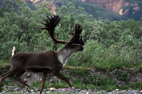 Karibu im Denali - Nationalpark Alaska Foto & Bild | north america ...