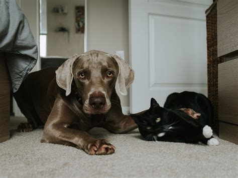 Training Weimaraners: Guide and Tips - WeimLife