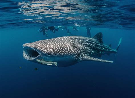 When is Whale Shark Season in Oman? - Aura Divers