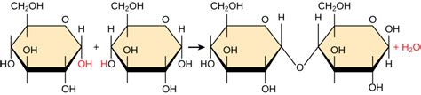 Biology, The Chemistry of Life, Biological Macromolecules, Synthesis of ...