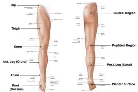 Lower limb: Anterior thigh, medial thigh and gluteus region Flashcards ...