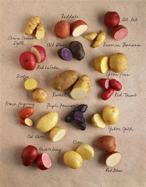 Potato Types (With images) | Potato varieties, Container potatoes ...