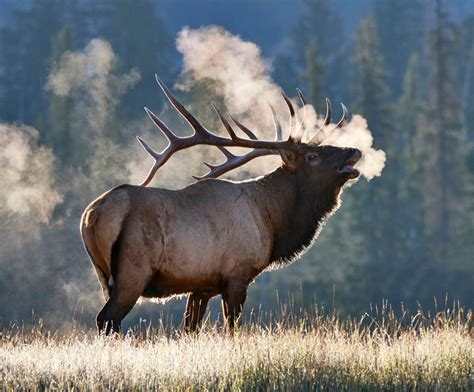 Bull Elk with frostly breath in Jasper | Elk pictures, Nature animals ...