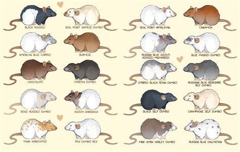 List of Different Types of Fancy Rats in Australia with PICTURES ...