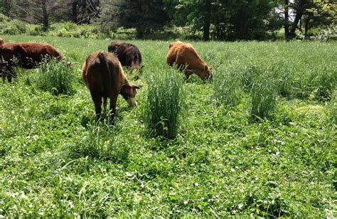 Best Grass for Cattle Grazing – Mother Earth News