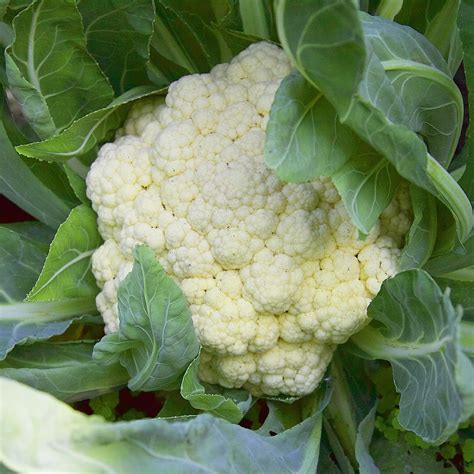 Snowball Cauliflower Seeds – SeedCatalog.com