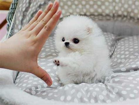 Teacup Pomeranian Puppies Adopt A Puppy For Free Online - Pets Lovers