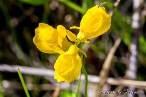 "What's Blooming Now" : Horned Bladderwort (Utricularia cornuta)