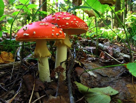 Toadstool Free Photo Download | FreeImages