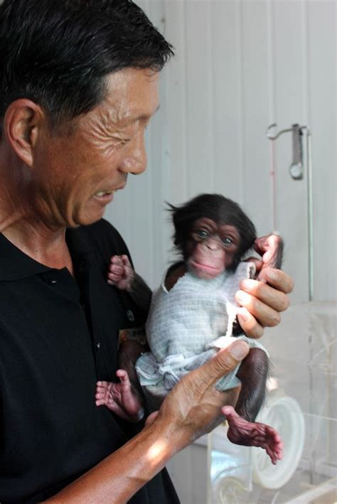 Chimply the best: Cheeky little baby monkey gives a wave as she lies on ...