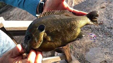 Redbreast Sunfish Vs Bluegill