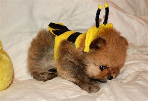 25 Terrifyingly Cute Halloween Costumes For Pets