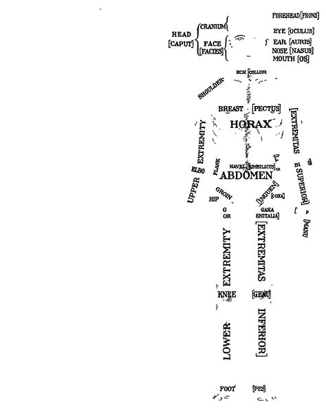 Detailed Female Anatomy Diagram