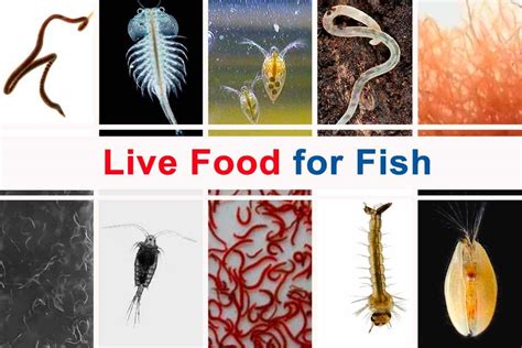 15+ Live Food Options for Aquarium Fish - Shrimp and Snail Breeder