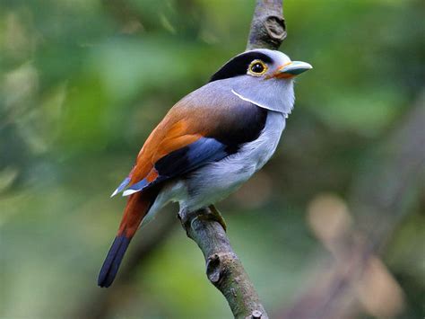 Birds of The World: BROADBILLs (Eurylaimidae)