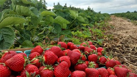 Strawberry Picking | Pick Your Own Strawberry Farm in Central PA