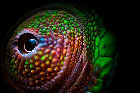 chameleon eye - PentaxForums.com