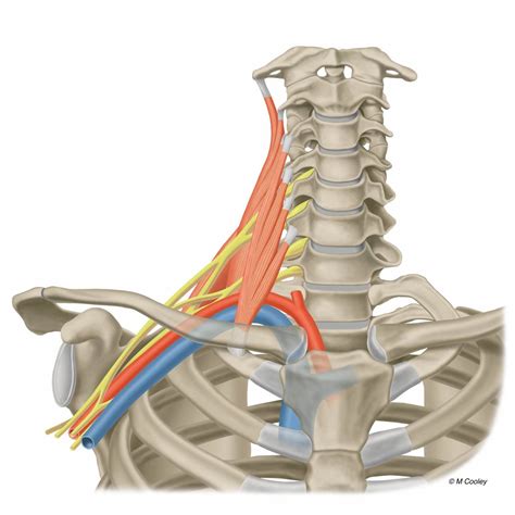 Thoracic Outlet Anatomy, illustrated by Michael Cooley | Cooley Studios ...