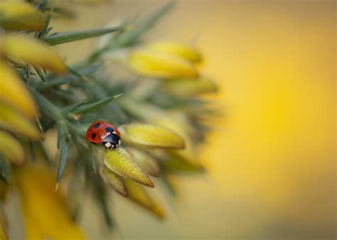 Insect Macro Wallpaper - Resolution:3071x2194 - ID:1212171 - wallha.com